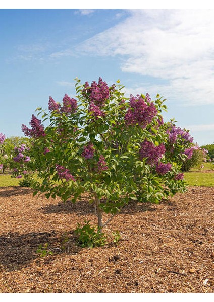 Videolu Hoş Kokulu Mor Renkli 1 Adet Leylak Ağacı Fidanı 40-80 cm Tüplü (Lilac Tree Sapling)