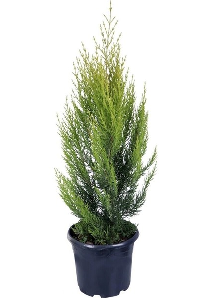 Videolu Özel Limoni Salon Çamı 30-50 cm Saksılı/Tüplü Dış Mekan Ağaçları Norfolk Island Pine