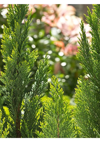 Videolu Özel Limoni Salon Çamı 30-50 cm Saksılı/Tüplü Dış Mekan Ağaçları Norfolk Island Pine fiyatları
