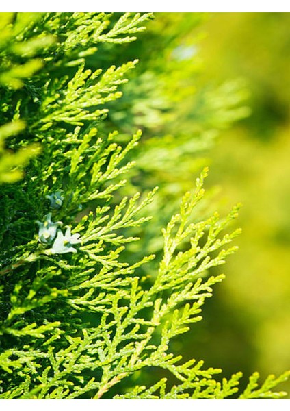 Videolu Özel Limoni Salon Çamı 30-50 cm Saksılı/Tüplü Dış Mekan Ağaçları Norfolk Island Pine modelleri