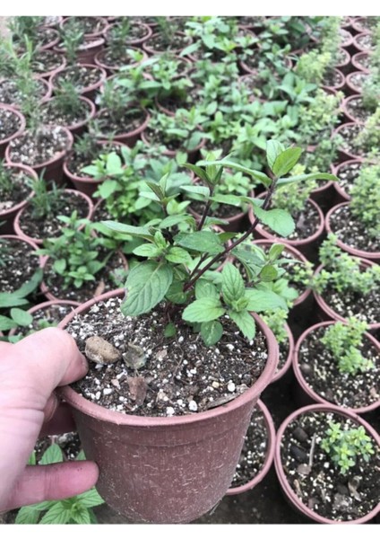 Saksılı Nane Fidanı Fidesi 1 Adet 10-20 cm Mentha