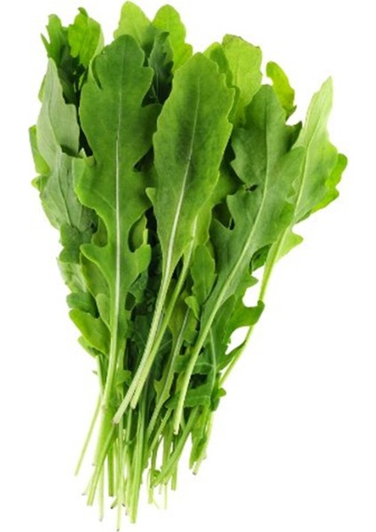 Sunagri Roka Tohumu (10GR.)