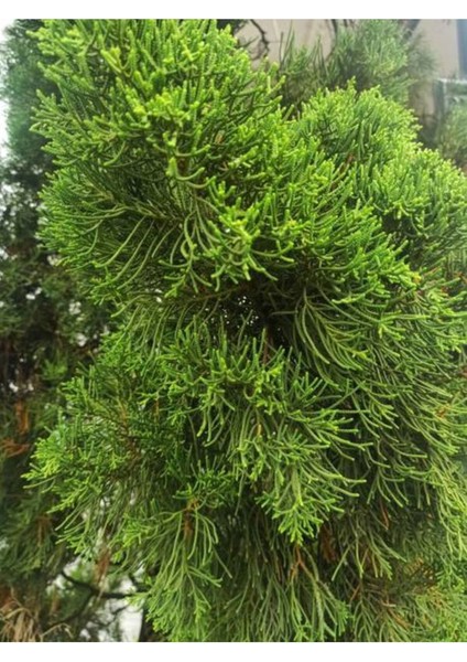 Videolu Mis Kokulu 1 Adet Limon Çamı Servi Fidanı 50-70 cm Saksılıtüplü (Lemon Cypress Sapling)