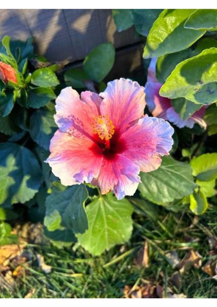 Videolu Pembe Japon Gülü Çiçeği Fidanı 40-45 cm Saksılı Dış Mekan Bitkileri "camellia Japonica