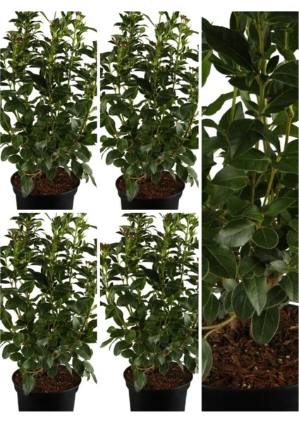 Videolu Kartopu Viburnum Lucidum Fidanı 5 Adet Saksılı/ Tüplü 15-30 cm Doğal Çit Duvar Bitkisi