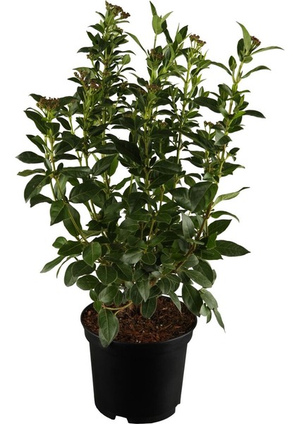 Videolu Kartopu Viburnum Lucidum Fidanı 5 Adet Saksılı/ Tüplü 15-30 cm Doğal Çit Duvar Bitkisi