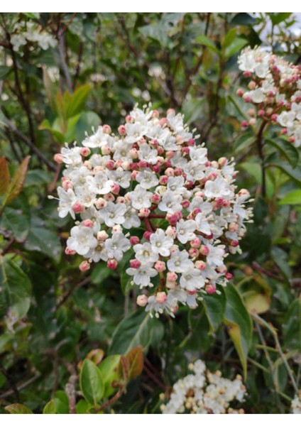 Videolu Kartopu Viburnum Lucidum Fidanı 5 Adet Saksılı/ Tüplü 15-30 cm Doğal Çit Duvar Bitkisi