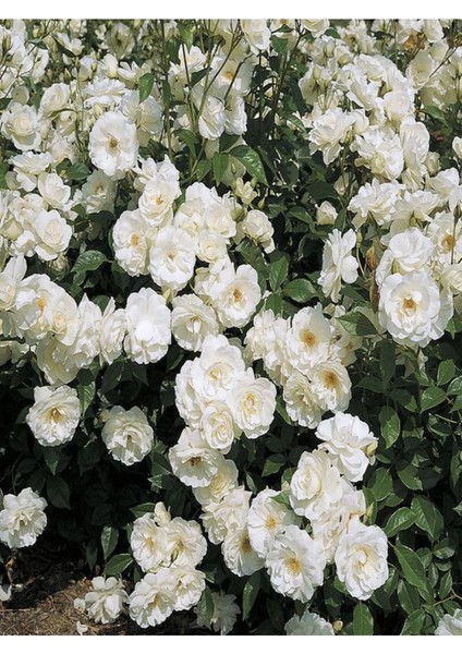 Videolu Beyaz 1 Adet Sarmasık Çardak Gülü Fidanı Saksılı 60-120 cm (Rose On A Pergola)