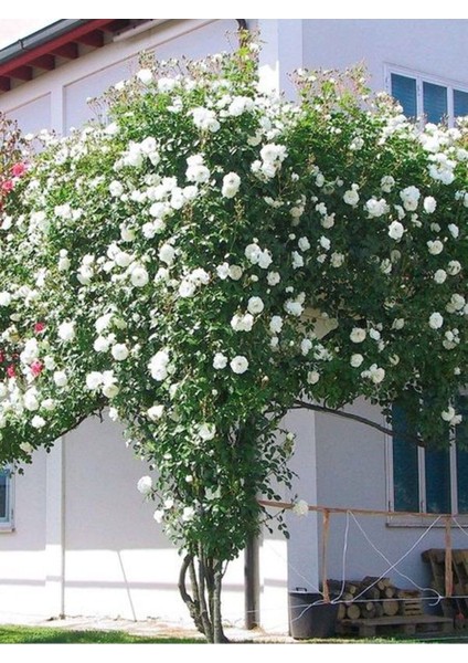 Videolu Beyaz 1 Adet Sarmasık Çardak Gülü Fidanı Saksılı 60-120 cm (Rose On A Pergola)