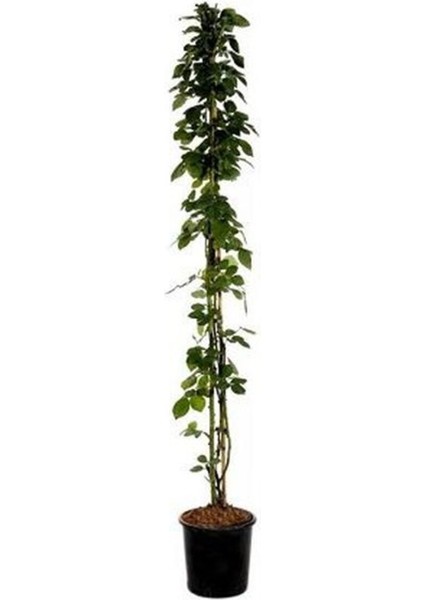 Videolu Beyaz 1 Adet Sarmasık Çardak Gülü Fidanı Saksılı 60-120 cm (Rose On A Pergola)