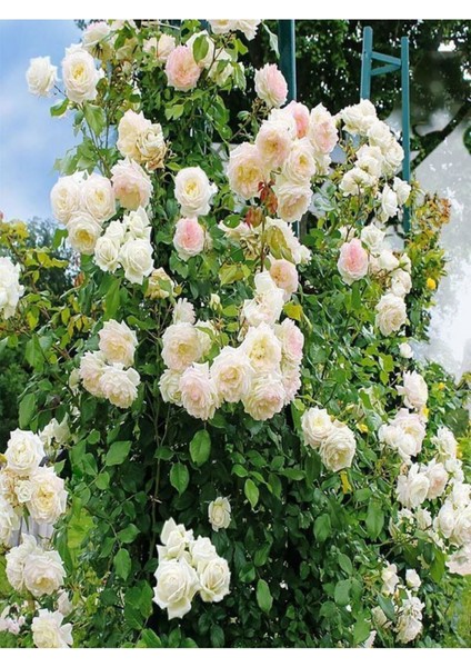 Videolu Beyaz 1 Adet Sarmasık Çardak Gülü Fidanı Saksılı 60-120 cm (Rose On A Pergola)