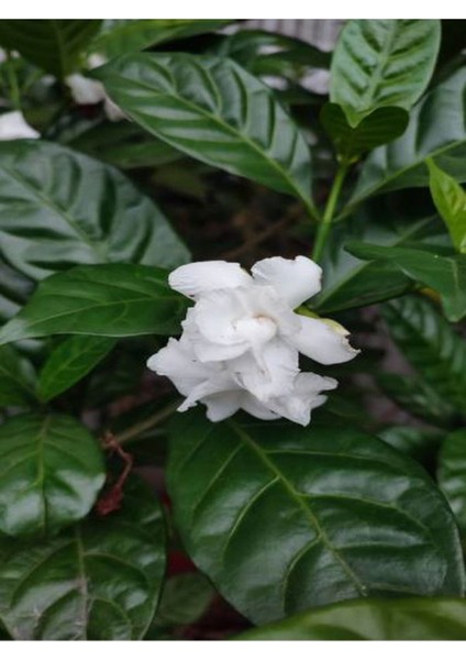 Videolu Kokulu Gardenya Bitkisi 25-40 cm Saksılı/Tüplü Dış Mekan Sarmaşık Bitkileri Jasminoides