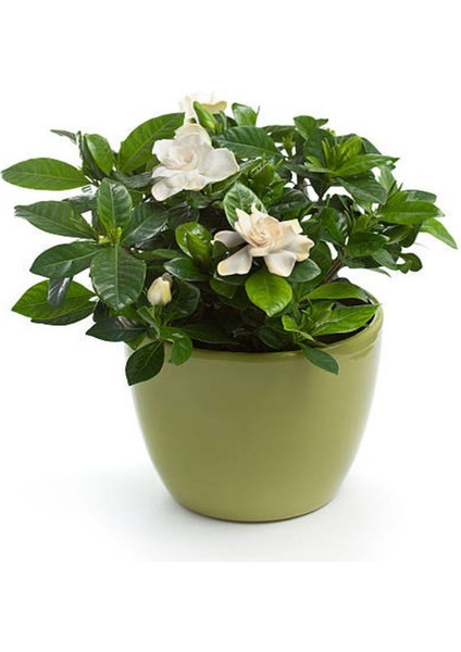 Videolu Kokulu Gardenya Bitkisi 25-40 cm Saksılı/Tüplü Dış Mekan Sarmaşık Bitkileri Jasminoides fiyatları
