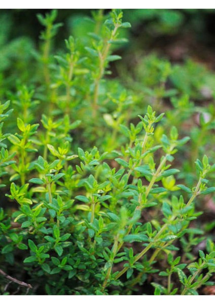 Videolu Mutfak Bitki Seti 1 Biberiye-2 Kekik-1 Adaçayı-Saksılı/ Tüplü 10-25 cm Mini fiyatları