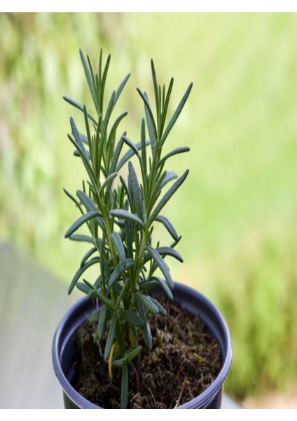 Videolu Mutfak Bitki Seti 1 Biberiye-2 Kekik-1 Adaçayı-Saksılı/ Tüplü 10-25 cm Mini modelleri