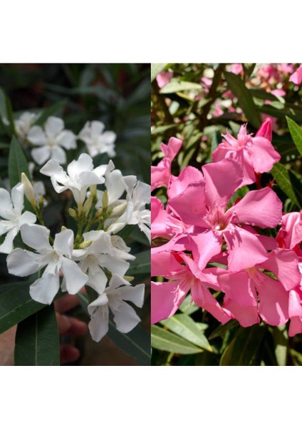 Videolu Beyaz ve Pembe Renkli 3 Adet Uzun Boylu Zakkum Fidanı Tüplü 40-85 cm (Oleander Sapling)