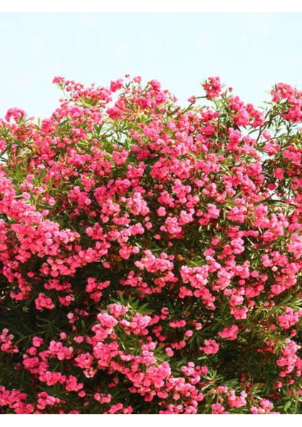 Videolu Beyaz ve Pembe Renkli 3 Adet Uzun Boylu Zakkum Fidanı Tüplü 40-85 cm (Oleander Sapling)