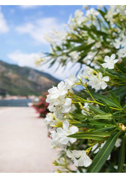 Videolu Beyaz ve Pembe Renkli 3 Adet Uzun Boylu Zakkum Fidanı Tüplü 40-85 cm (Oleander Sapling)