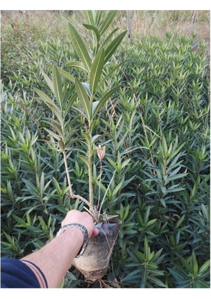 Videolu Beyaz ve Pembe Renkli 3 Adet Uzun Boylu Zakkum Fidanı Tüplü 40-85 cm (Oleander Sapling)