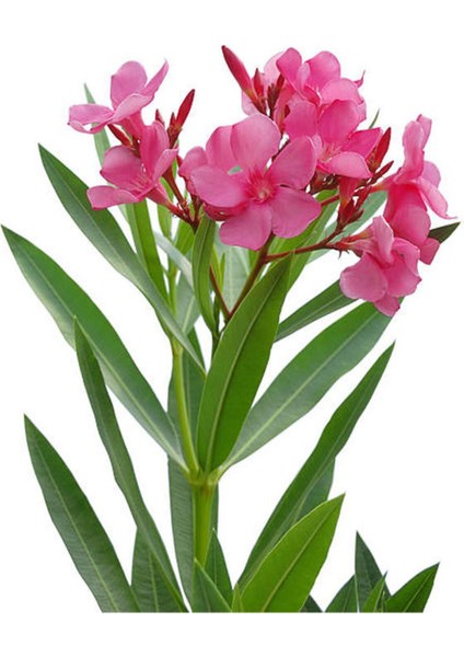 Videolu Beyaz ve Pembe Renkli 3 Adet Uzun Boylu Zakkum Fidanı Tüplü 40-85 cm (Oleander Sapling)