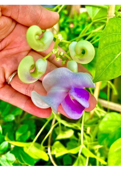 Videolu Kokulu Izmir Sarmaşığı Selluka Çiçeği Fidesi 1 Adet Saksılı/ Tüplü 40-70 cm (Vigna Caracalla)