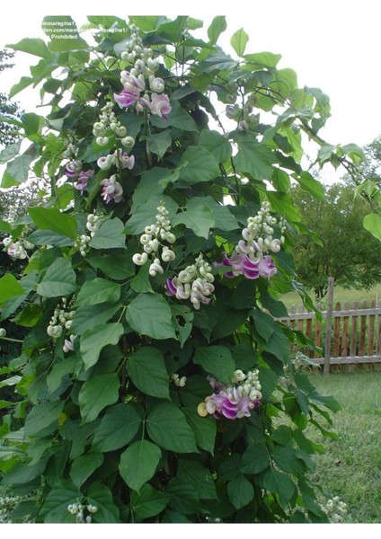 Videolu Kokulu Izmir Sarmaşığı Selluka Çiçeği Fidesi 1 Adet Saksılı/ Tüplü 40-70 cm (Vigna Caracalla)