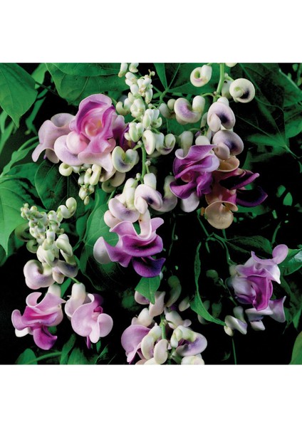 Videolu Kokulu Izmir Sarmaşığı Selluka Çiçeği Fidesi 1 Adet Saksılı/ Tüplü 40-70 cm (Vigna Caracalla)