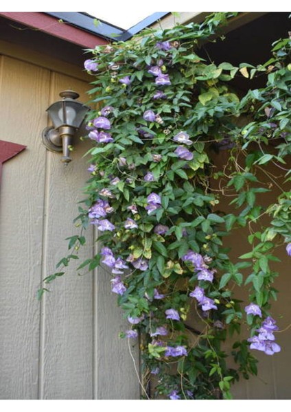 Videolu Kokulu Izmir Sarmaşığı Selluka Çiçeği Fidesi 1 Adet Saksılı/ Tüplü 40-70 cm (Vigna Caracalla)