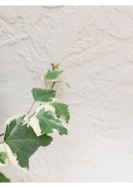 Videolu Mini Beyaz Alacalı Hedera Helix Sarmaşığı 15-25 cm Saksıda Dış Mekan Sarmaşık (Hedera Helix) modelleri