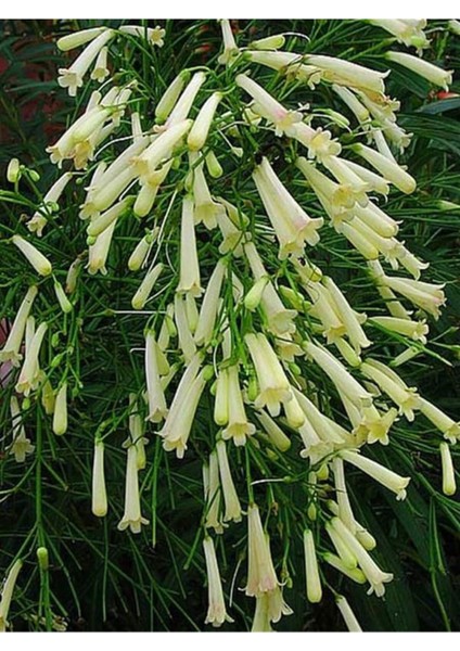 Videolu Mis Kokulu 1 Adet Beyaz Mercan Çiçeği Saksılı 55-120 cm (Coral Flower)