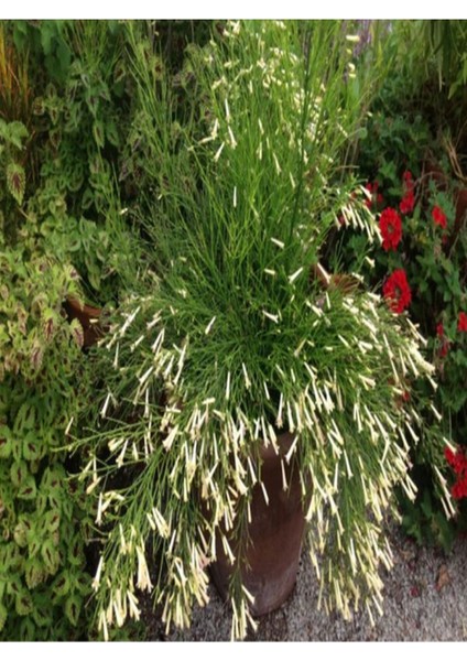 Videolu Mis Kokulu 1 Adet Beyaz Mercan Çiçeği Saksılı 55-120 cm (Coral Flower) fiyatları