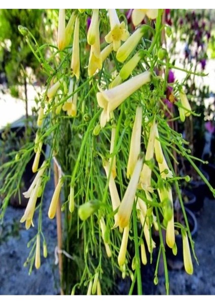 Videolu Mis Kokulu 1 Adet Beyaz Mercan Çiçeği Saksılı 55-120 cm (Coral Flower) modelleri