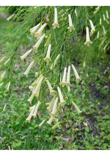Videolu Mis Kokulu 1 Adet Beyaz Mercan Çiçeği Saksılı 55-120 cm (Coral Flower) fırsatları