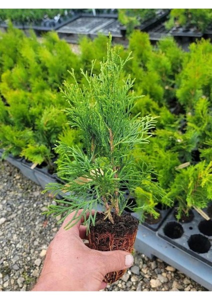 Cupressus Leylandii 40 Adet Leylandi Çam Ağacı Fidanı 10-25 cm Dış Mekan Çit Bitkisi