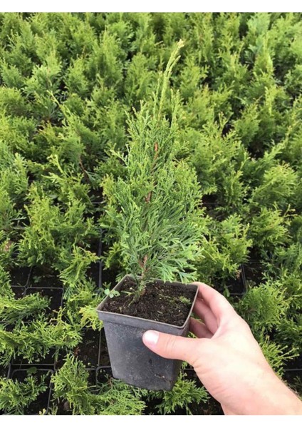 Cupressus Leylandii 40 Adet Leylandi Çam Ağacı Fidanı 10-25 cm Dış Mekan Çit Bitkisi