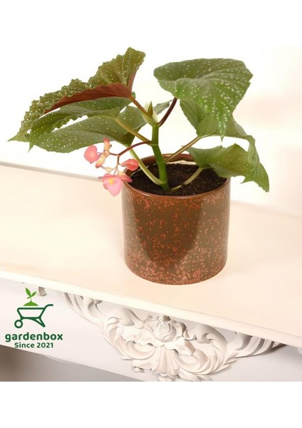 Çilli Begonya Çiçeği 1 Adet 8,5 Saksılı 10-20 cm