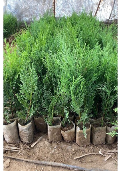 Videolu Soğuğa Dayanıklı 10 Adet Leylandi Çamı Fidanı 15-30 cm Tüplü (Leyland Cypress Sapling)