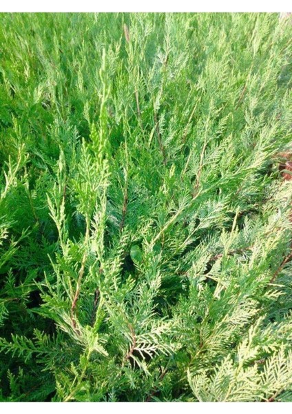 Videolu Soğuğa Dayanıklı 10 Adet Leylandi Çamı Fidanı 15-30 cm Tüplü (Leyland Cypress Sapling)