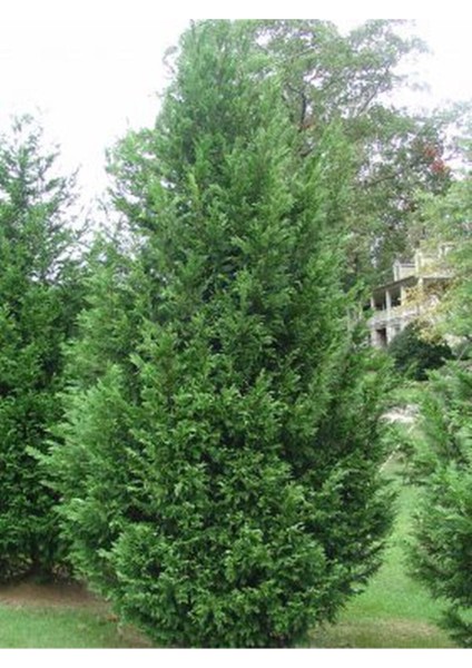 Videolu Soğuğa Dayanıklı 10 Adet Leylandi Çamı Fidanı 15-30 cm Tüplü (Leyland Cypress Sapling)