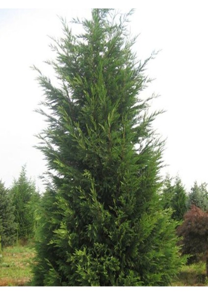 Videolu Soğuğa Dayanıklı 10 Adet Leylandi Çamı Fidanı 15-30 cm Tüplü (Leyland Cypress Sapling)