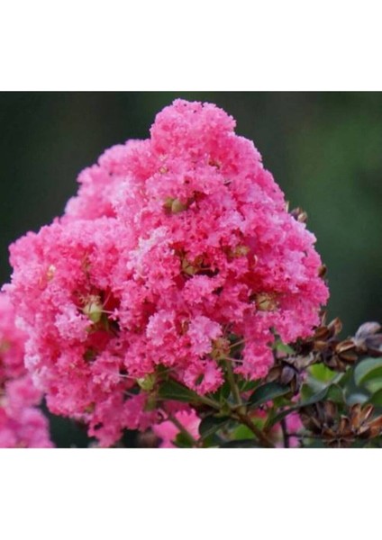 Pembe Oya Ağacı Fidanı 60 cm Saksılı