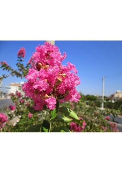 Pembe Oya Ağacı Fidanı 60 cm Saksılı