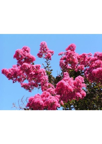 Pembe Oya Ağacı Fidanı 60 cm Saksılı