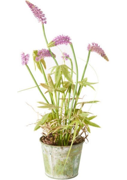 Videolu Hoş Kokulu 1 Adet Kelebek Çalısı Fidanı 40-60 cm Saksılı (Butterfly Bush Sapling)