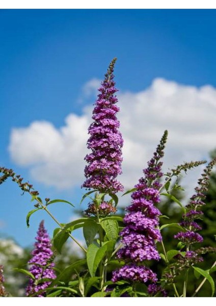 Videolu Hoş Kokulu 1 Adet Kelebek Çalısı Fidanı 40-60 cm Saksılı (Butterfly Bush Sapling)