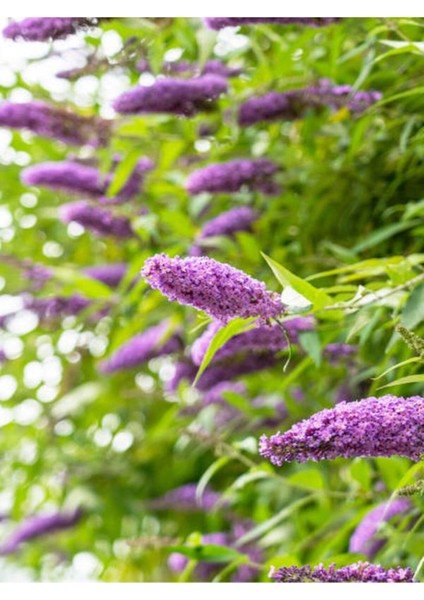 Videolu Hoş Kokulu 1 Adet Kelebek Çalısı Fidanı 40-60 cm Saksılı (Butterfly Bush Sapling)