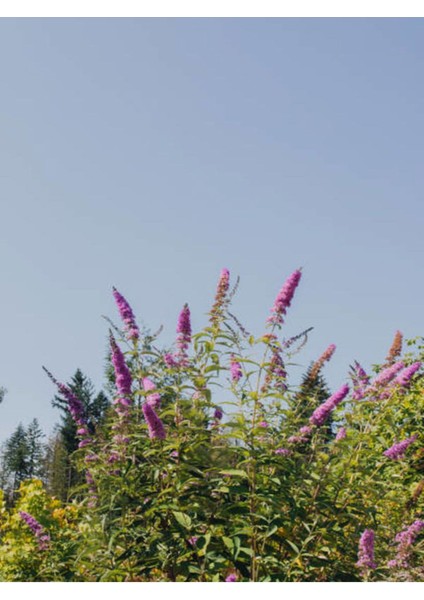 Videolu Hoş Kokulu 1 Adet Kelebek Çalısı Fidanı 40-60 cm Saksılı (Butterfly Bush Sapling)