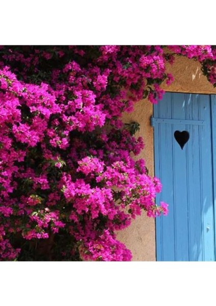 Videolu Gözalıcı Mor Sarılıcı Begonvil Çiçeği Fidanı 70-10 cm Saksılı Dış Mekan Purple Bougainvillea fiyatları