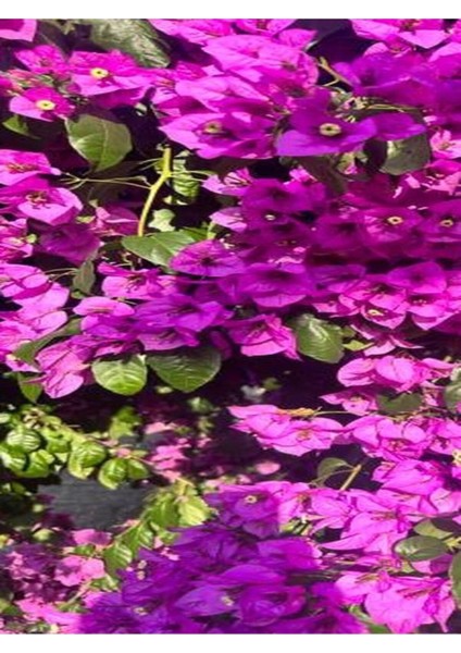 Videolu Gözalıcı Mor Sarılıcı Begonvil Çiçeği Fidanı 70-10 cm Saksılı Dış Mekan Purple Bougainvillea modelleri