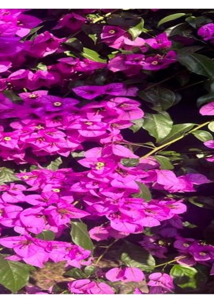 Videolu Gözalıcı Mor Sarılıcı Begonvil Çiçeği Fidanı 70-10 cm Saksılı Dış Mekan Purple Bougainvillea fırsatları